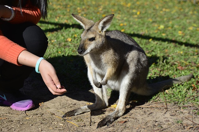 East Coast of Australia Road Trip Itinerary