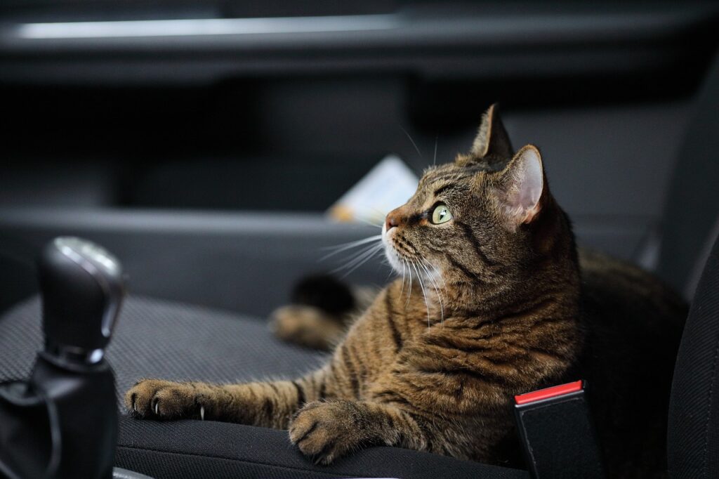 road trip with cats
