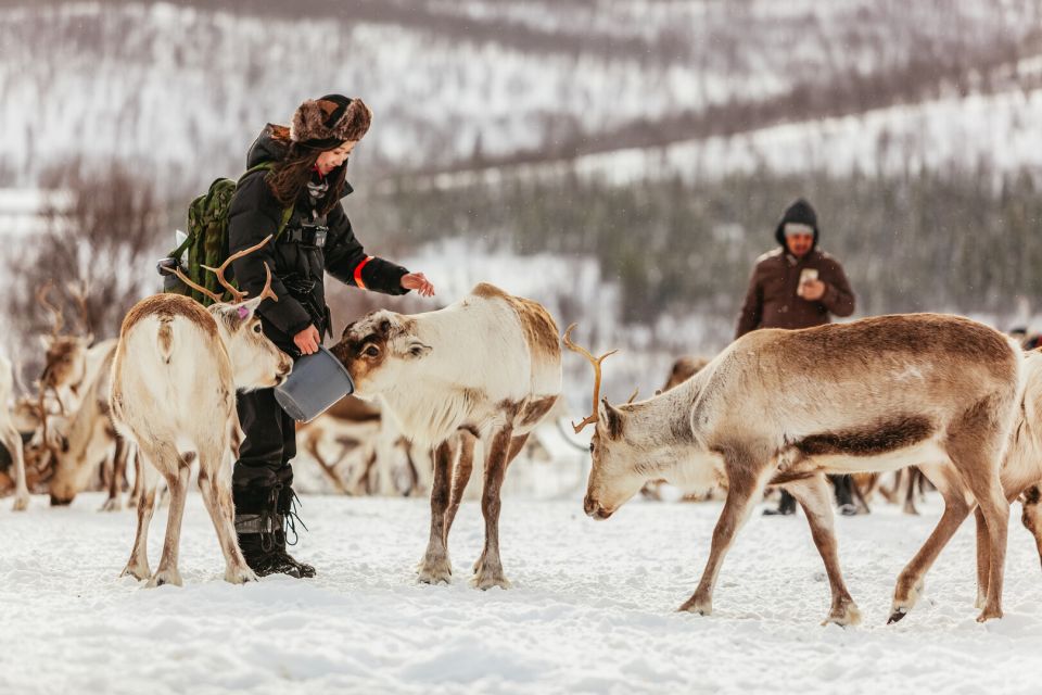 reindeer in tromso, norway